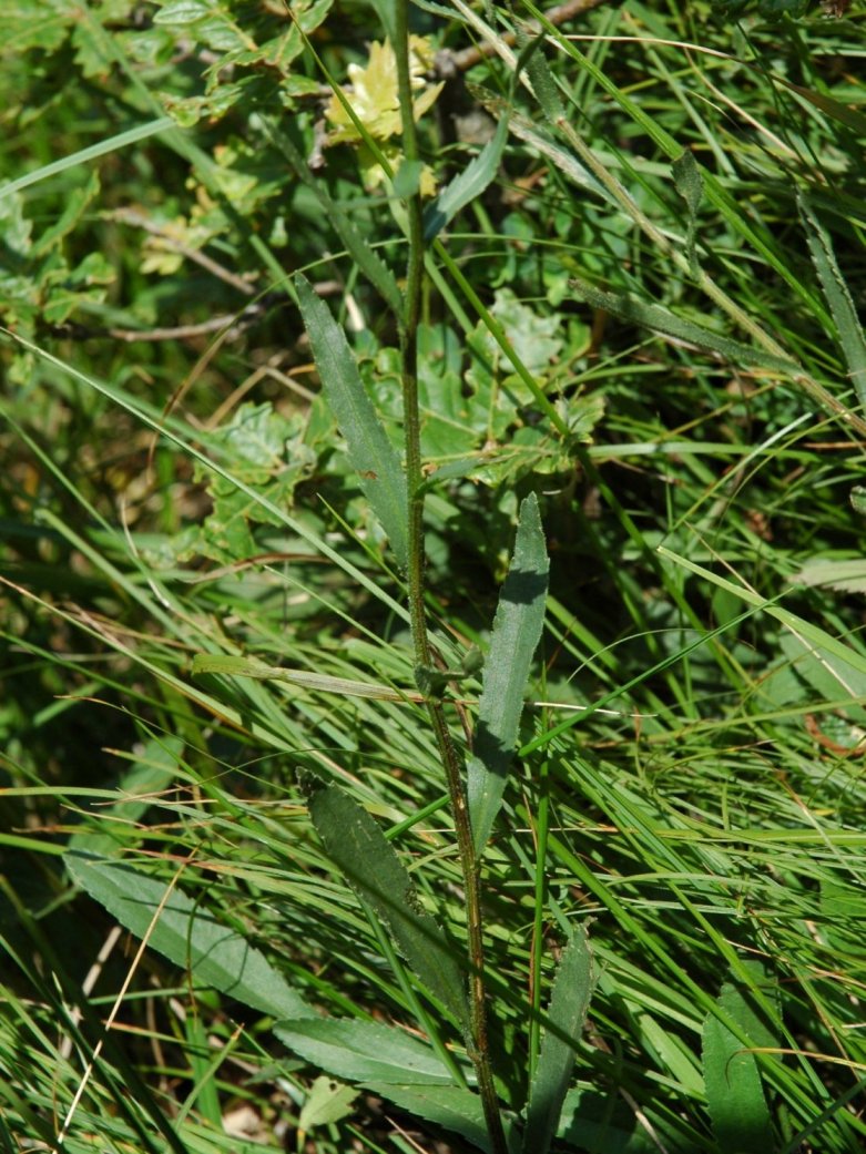 Leucanthemum heterophyllum / Margherita sudalpina